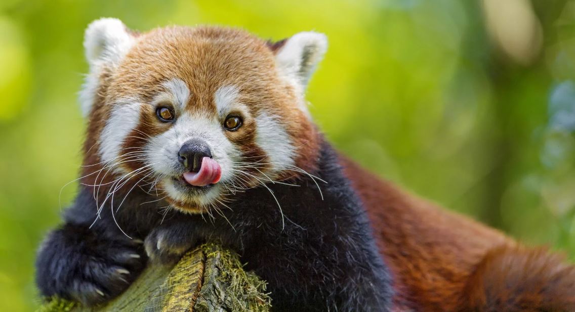 Красная панда — очаровательное животное, занесенное в Красную книгу