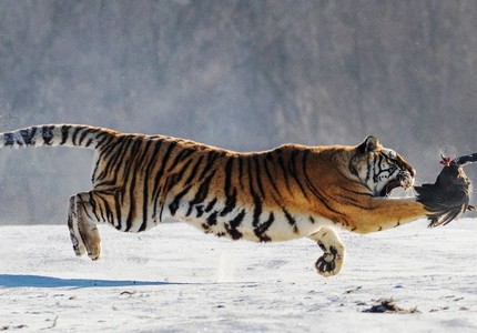 Тигролев: описание, интересные факты, особенности