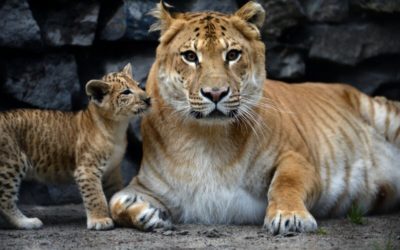 Лигр, тигон и другие гибриды льва, тигра и других пантер