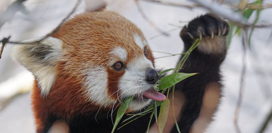 Красная панда — очаровательное животное, занесенное в Красную книгу