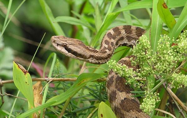 Щитомордник: обыкновенный, водяной, уссурийский, каменистый, восточный, медноголовый