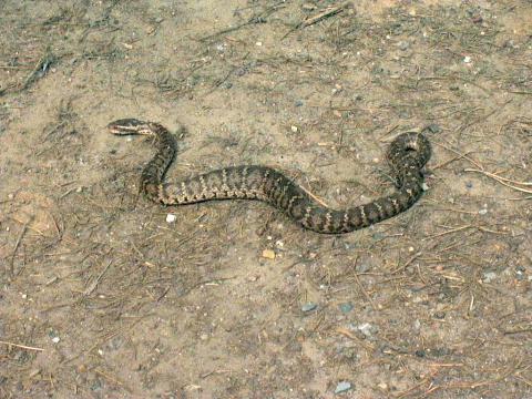 Щитомордник: обыкновенный, водяной, уссурийский, каменистый, восточный, медноголовый