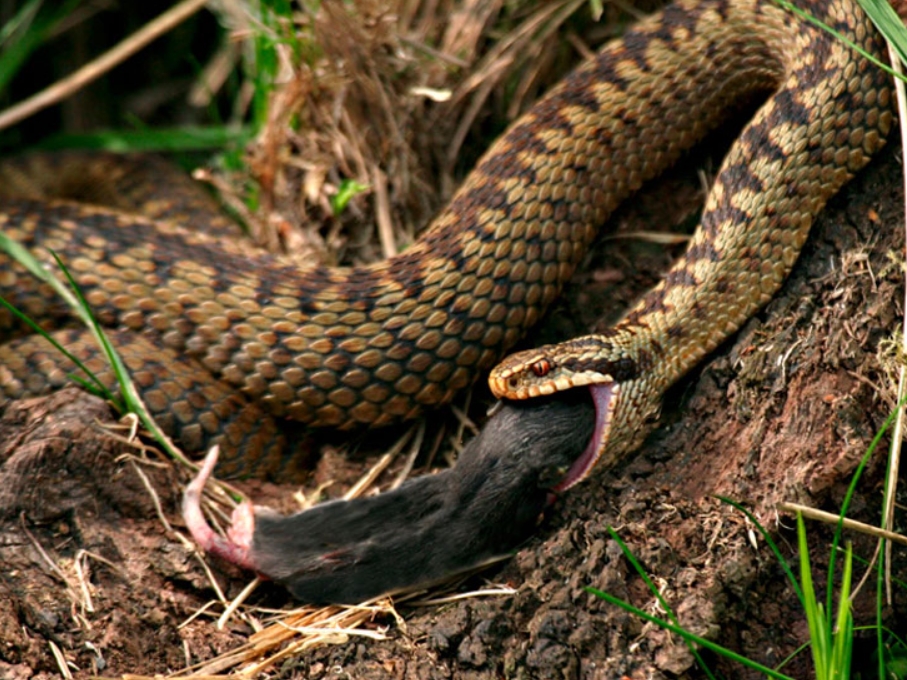 Обыкновенная гадюка: описание, виды, содержание и уход
