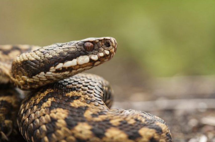 Обыкновенная гадюка: описание, виды, содержание и уход