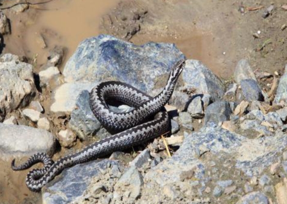 Обыкновенная гадюка: описание, виды, содержание и уход