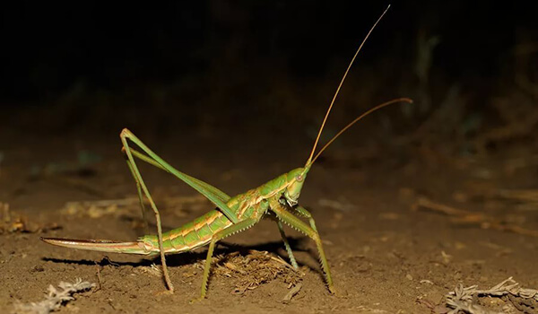 Степная дыбка: распространение, местообитание, численность