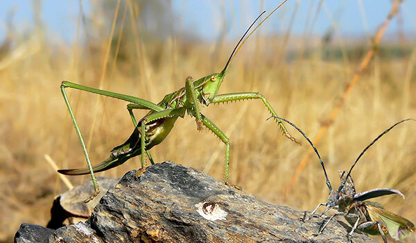 Степная дыбка: распространение, местообитание, численность