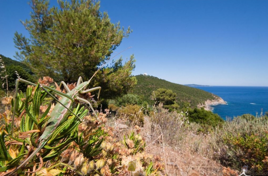 Степная дыбка: распространение, местообитание, численность