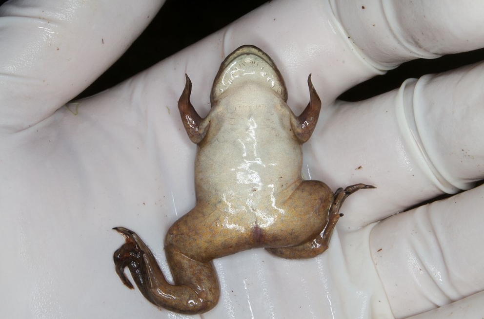 Шпорцевая лягушка: содержание и уход, размножение, виды (альбинос, гладкая), кормление, определение пола, совместимость