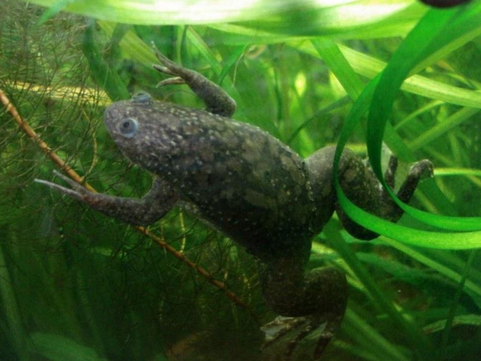 Шпорцевая лягушка: содержание и уход, размножение, виды (альбинос, гладкая), кормление, определение пола, совместимость