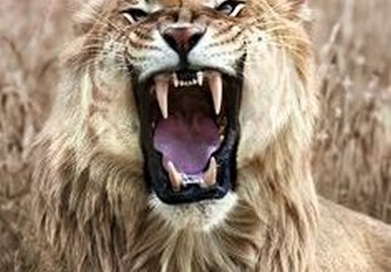 Тигролев: описание, интересные факты, особенности