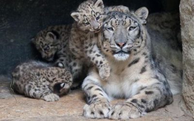 Снежный барс (Ирбис) - описание животного, где обитает, размер, вес, чем питается и Красная книга