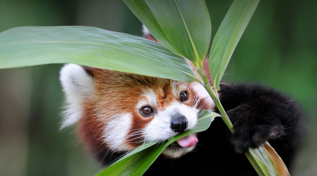 Красная панда — очаровательное животное, занесенное в Красную книгу