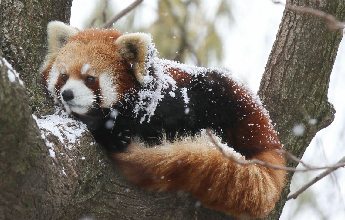 Красная панда — очаровательное животное, занесенное в Красную книгу