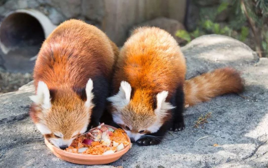 Красная панда — очаровательное животное, занесенное в Красную книгу