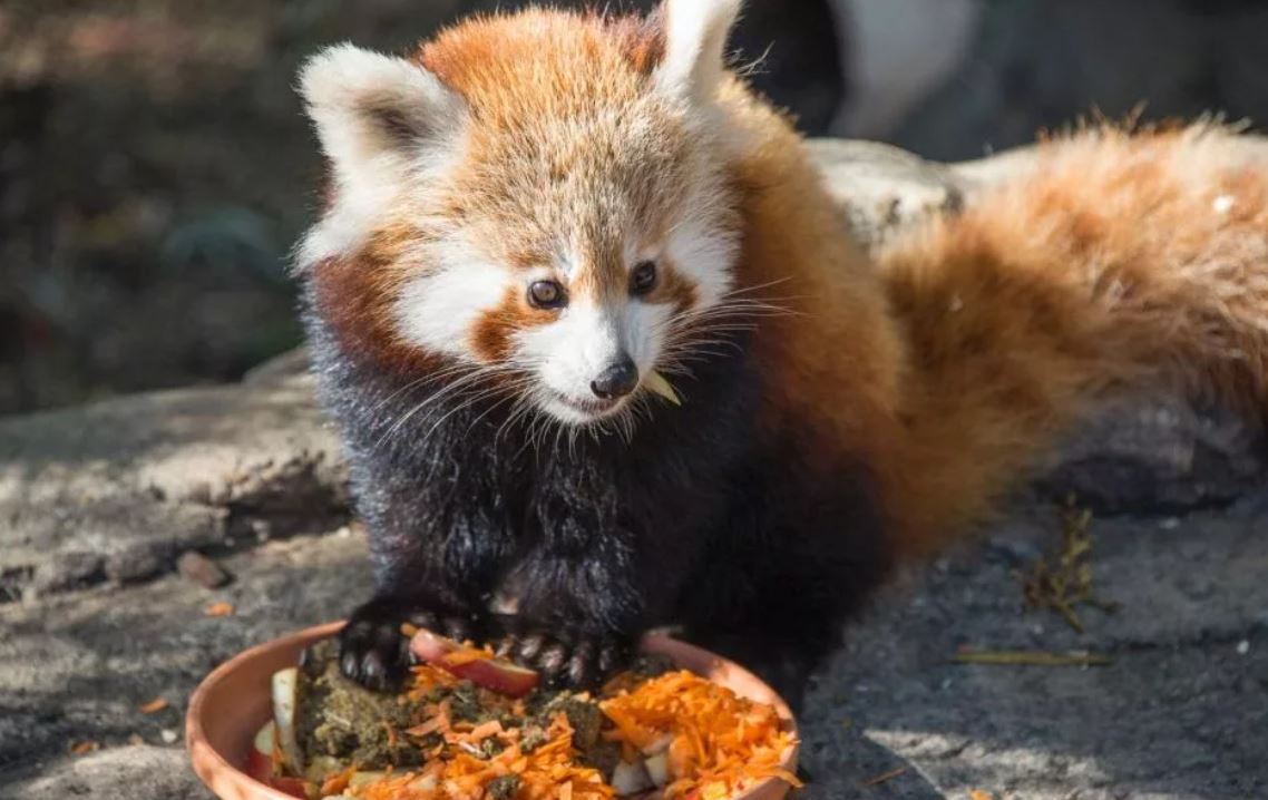 Красная панда — очаровательное животное, занесенное в Красную книгу