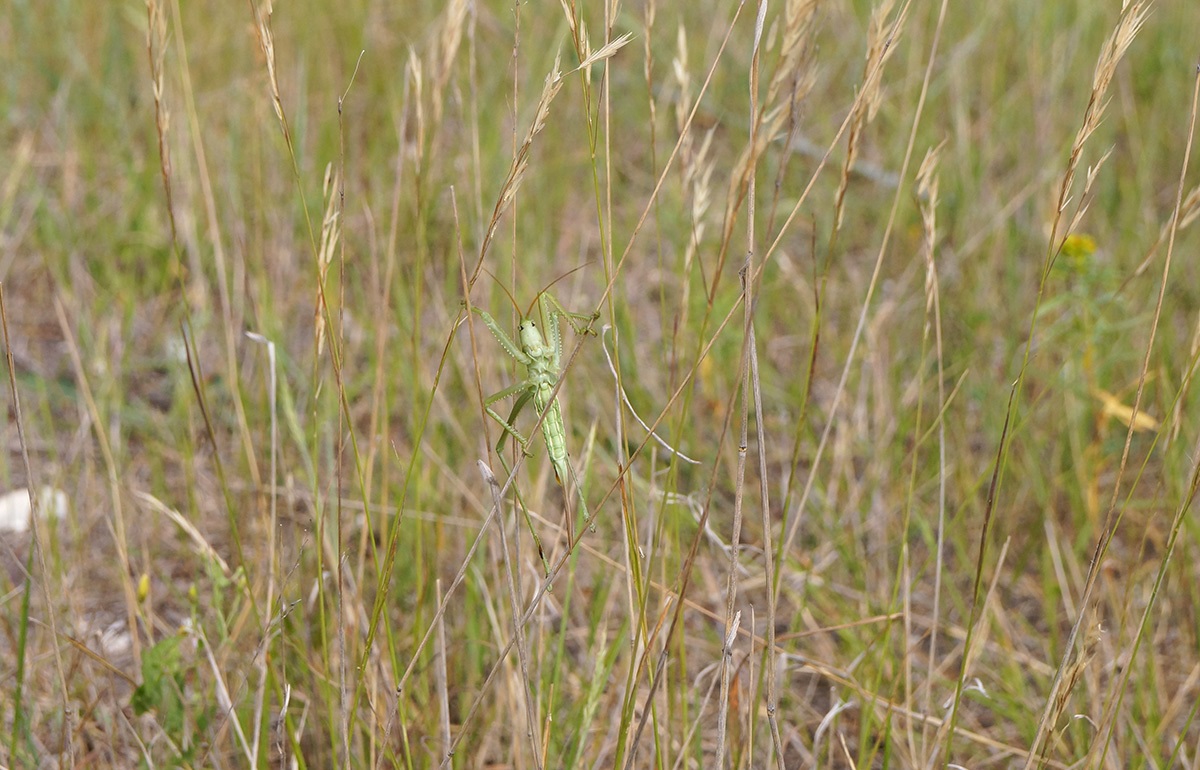 Степная дыбка: распространение, местообитание, численность