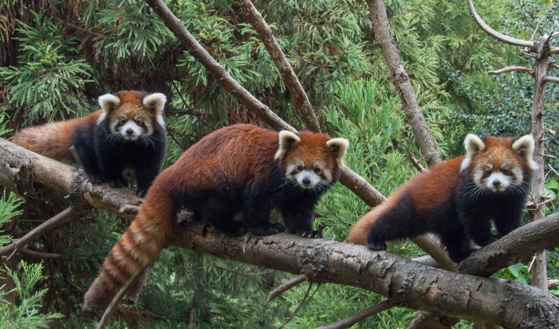 Красная панда — очаровательное животное, занесенное в Красную книгу