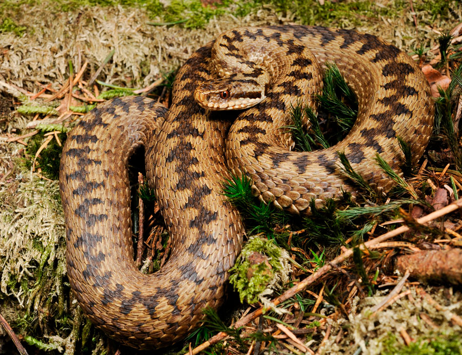 Обыкновенная гадюка: описание, виды, содержание и уход