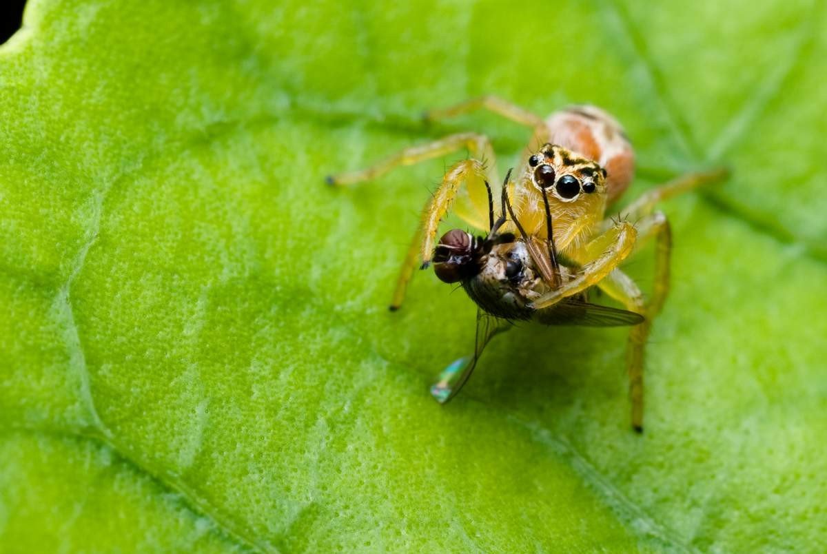 Паук скакун  - описание, виды, размеры, чем питается, строение, где обитает