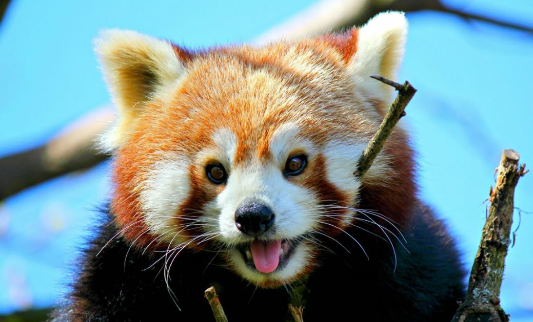 Красная панда — очаровательное животное, занесенное в Красную книгу