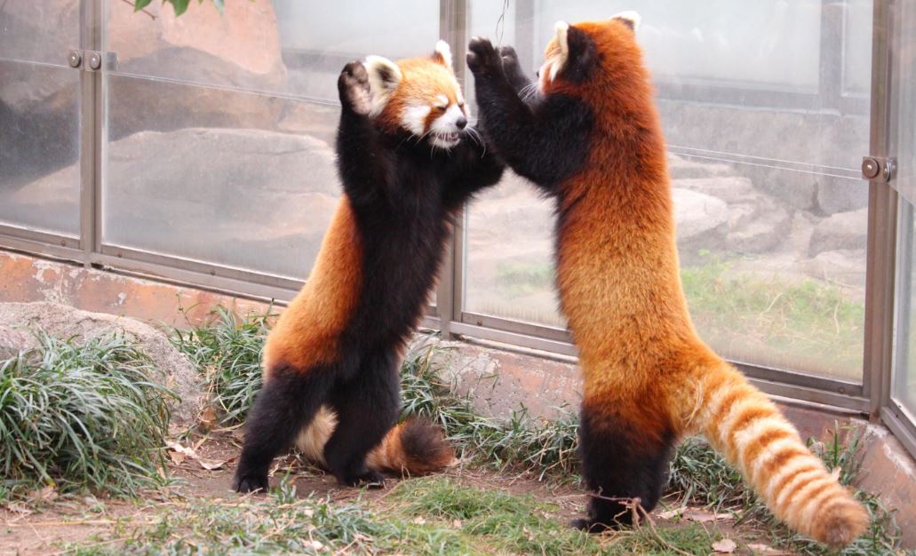 Красная панда — очаровательное животное, занесенное в Красную книгу