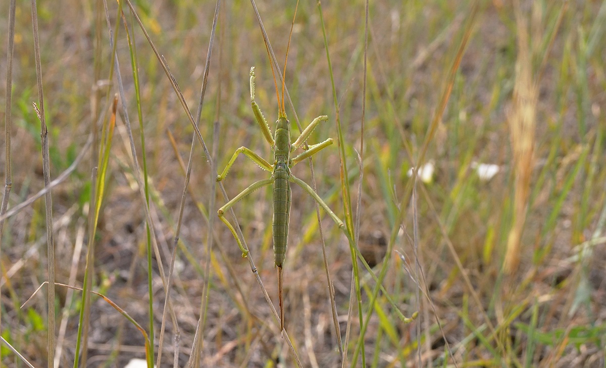 Степная дыбка: распространение, местообитание, численность