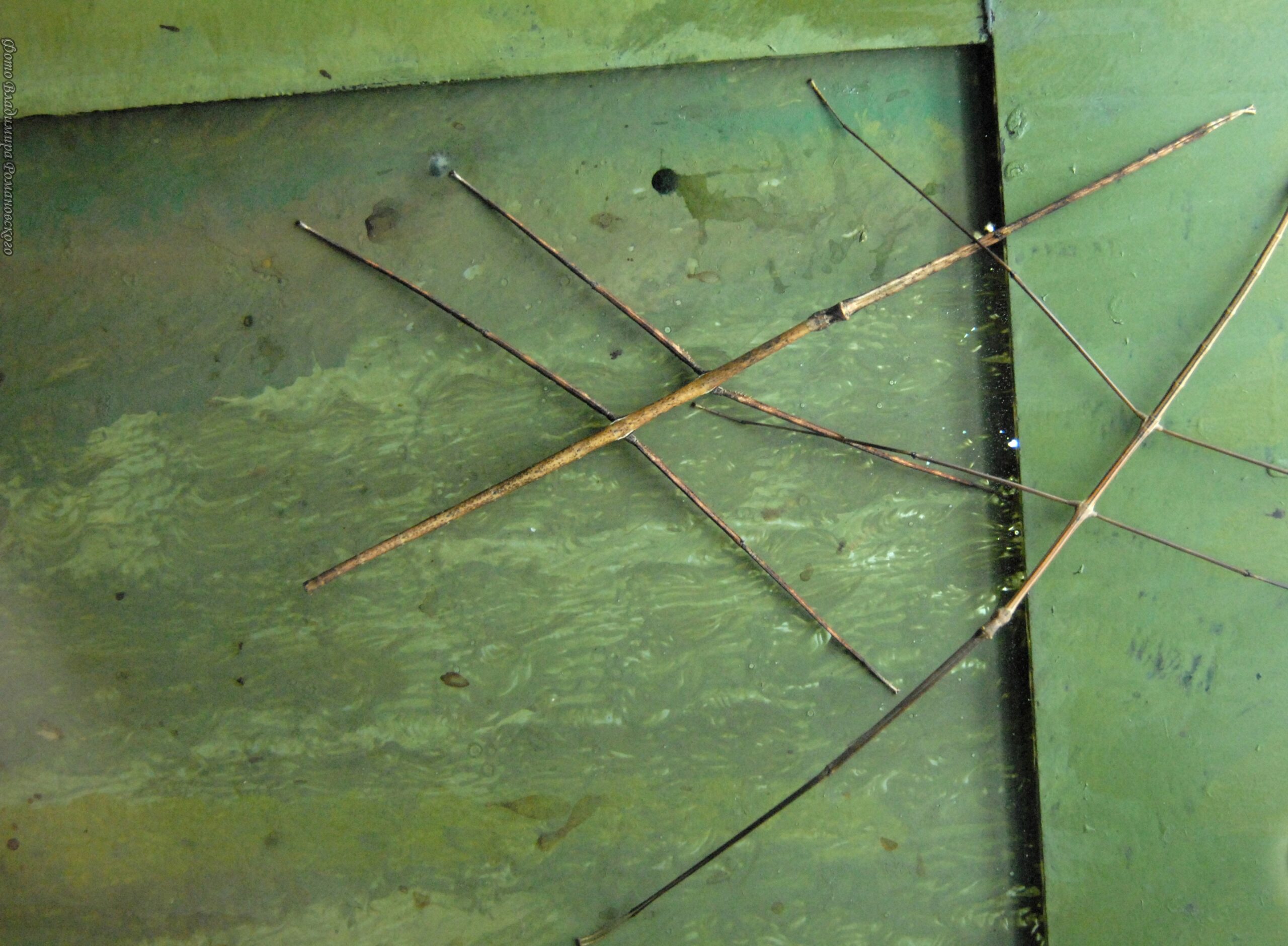 Палочник: содержание насекомого в домашних условиях