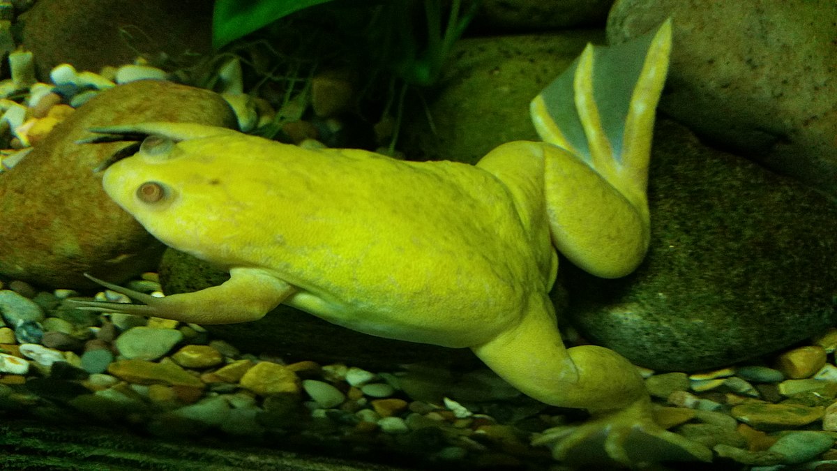 Шпорцевая лягушка: содержание и уход, размножение, виды (альбинос, гладкая), кормление, определение пола, совместимость