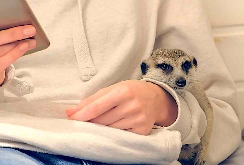 Условия содержания сурикатов