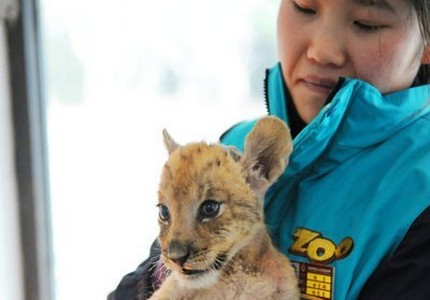 Тигролев: описание, интересные факты, особенности