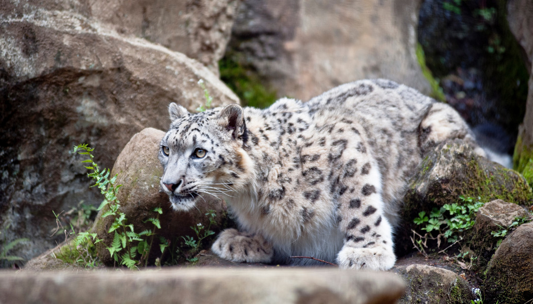 охота на леопарда