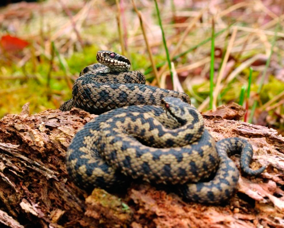 Обыкновенная гадюка: описание, виды, содержание и уход