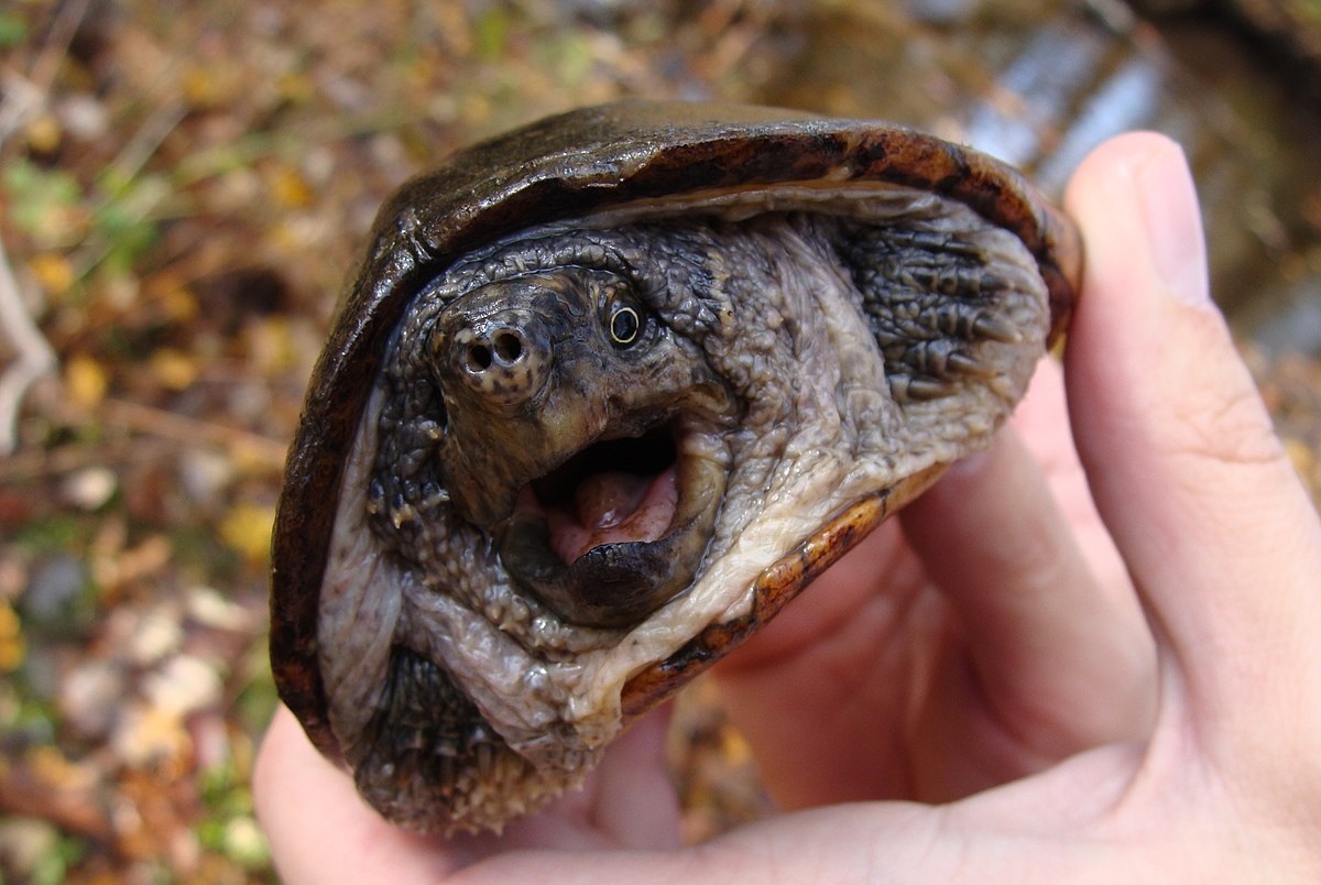 Мускусная обыкновенная черепаха: содержание, описание, питание и размножение