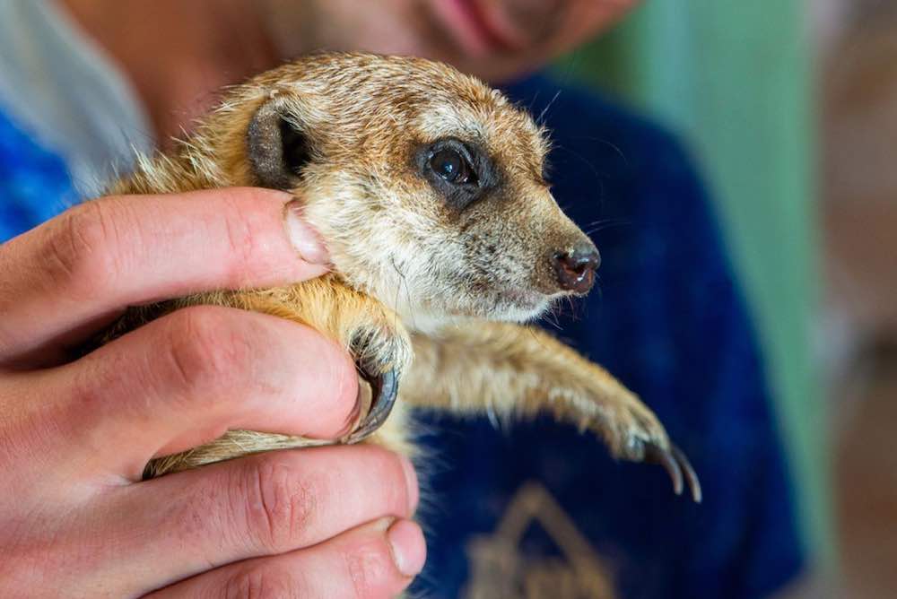 Сколько живет сурикат в домашних условиях