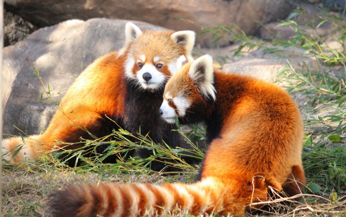 Красная панда — очаровательное животное, занесенное в Красную книгу