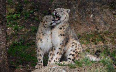 Снежный барс (Ирбис) - описание животного, где обитает, размер, вес, чем питается и Красная книга