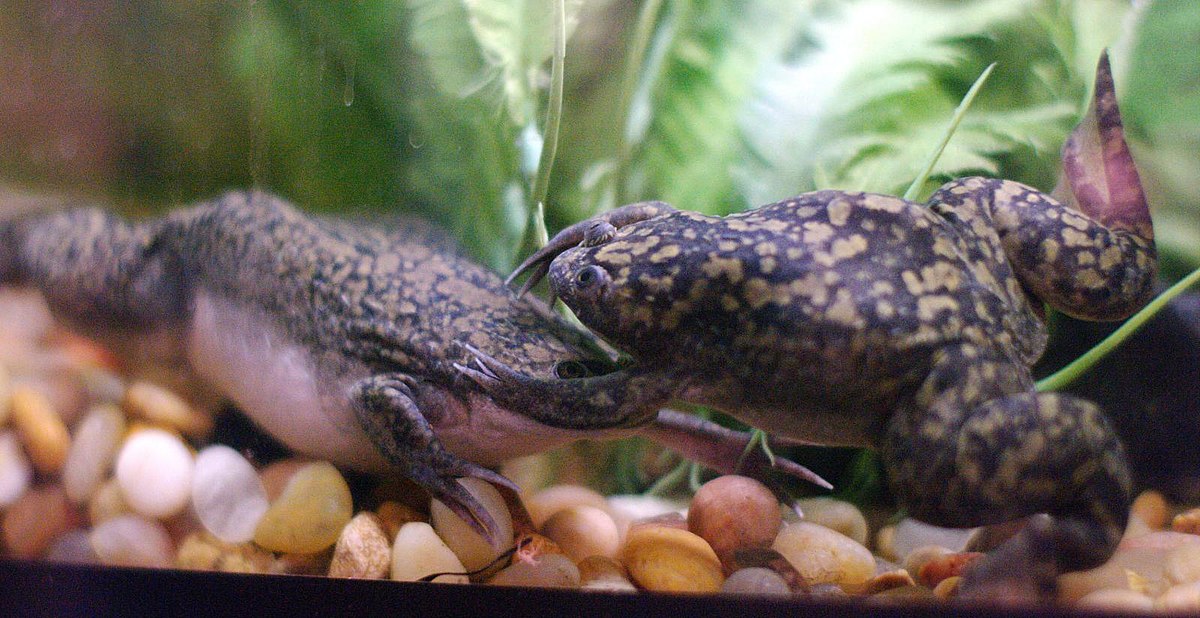 Шпорцевая лягушка: содержание и уход, размножение, виды (альбинос, гладкая), кормление, определение пола, совместимость