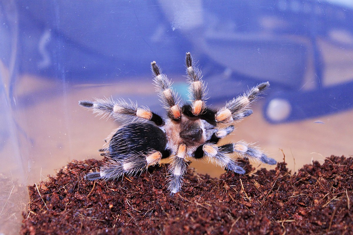 Паук-птицеед в Красной книге: какие тарантулы занесены и почему