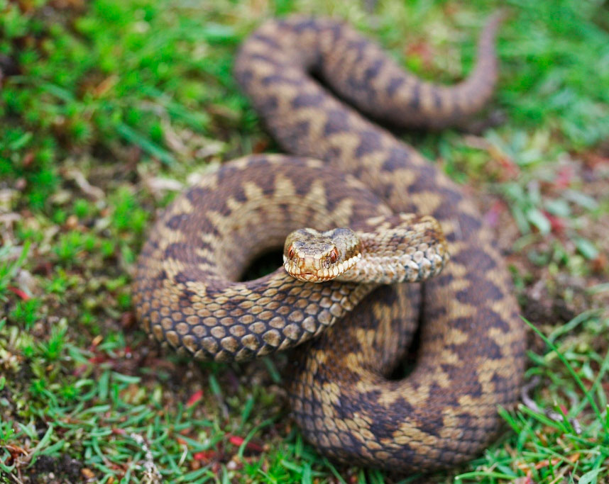 Бабочка капустница (капустная белянка): Чем вредны и как выглядят