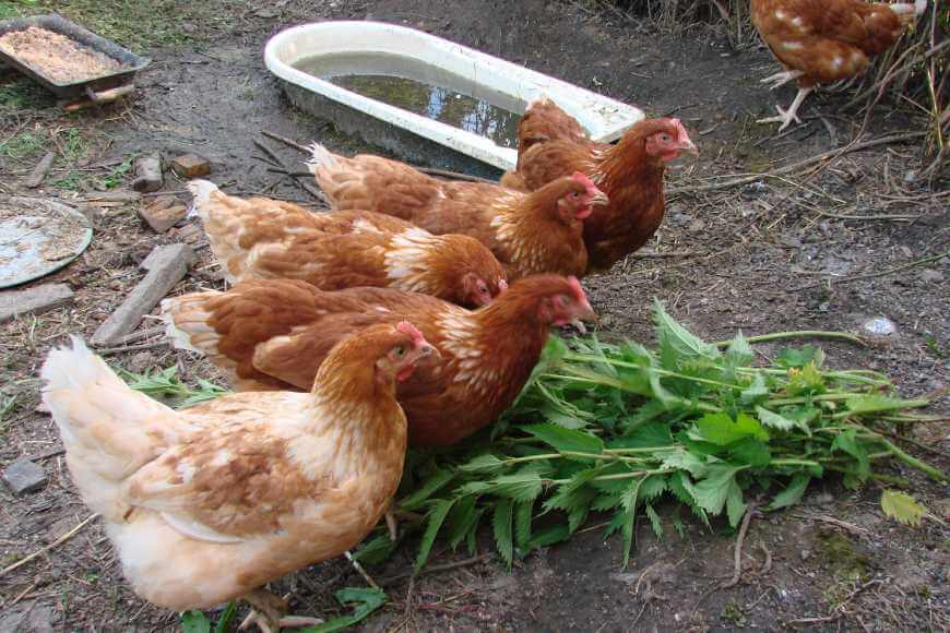 Хайсексы едят зелень