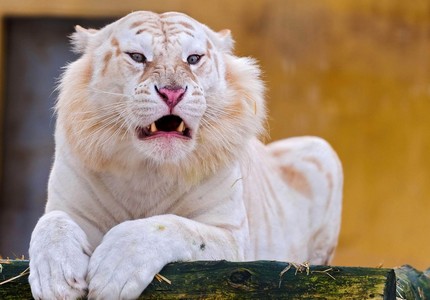 Тигролев: описание, интересные факты, особенности