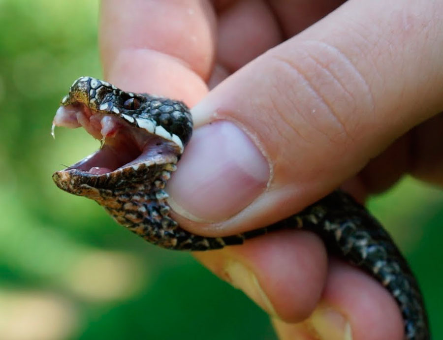 Обыкновенная гадюка: описание, виды, содержание и уход