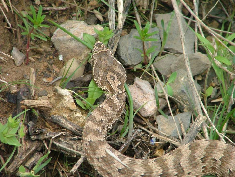 Щитомордник: обыкновенный, водяной, уссурийский, каменистый, восточный, медноголовый