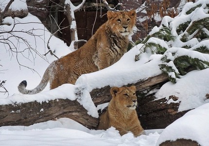 Тигролев: описание, интересные факты, особенности