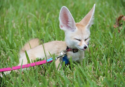 Лисица фенек: особенности, рацион, среда обитания