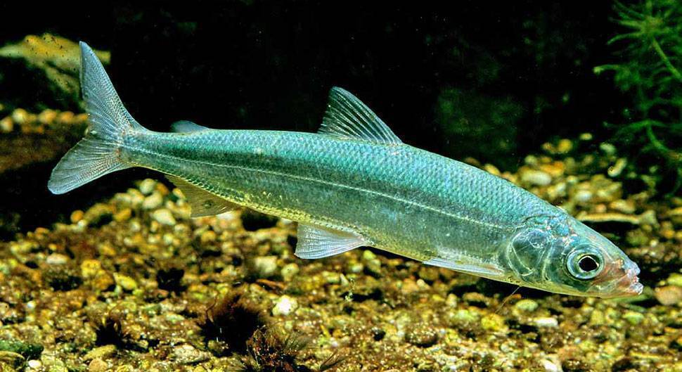 Где водится корюшка в водоёмах России - поиск и ловля