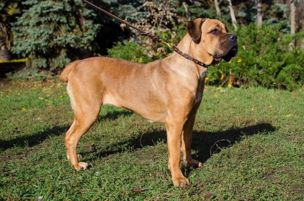 Испанский алано фото