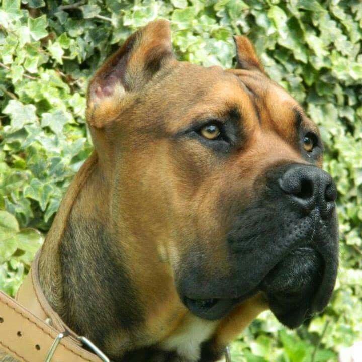 Испанский алано лицо