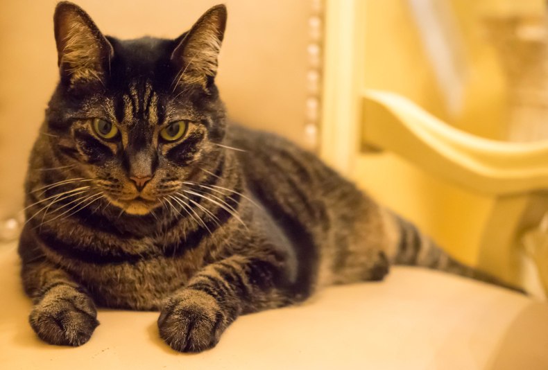 Американская короткошерстная кошка – описание породы и характера